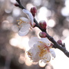 白梅 - ②