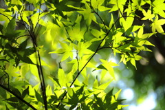 若葉 (有楽椿の里) - ②