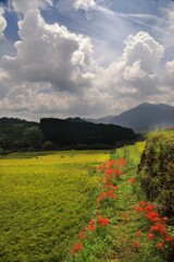 坂元棚田 - ④