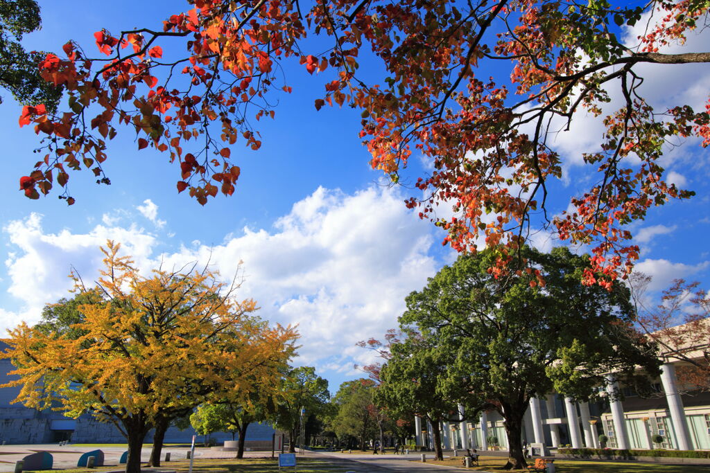 文化公園の木々