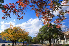 文化公園の木々