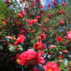 峠の花 - ⑤