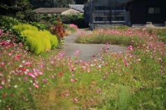 農道の秋桜 (コスモスロード)  - ②