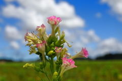 夏の花 - ②