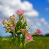 夏の花 - ②