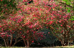 山茶花