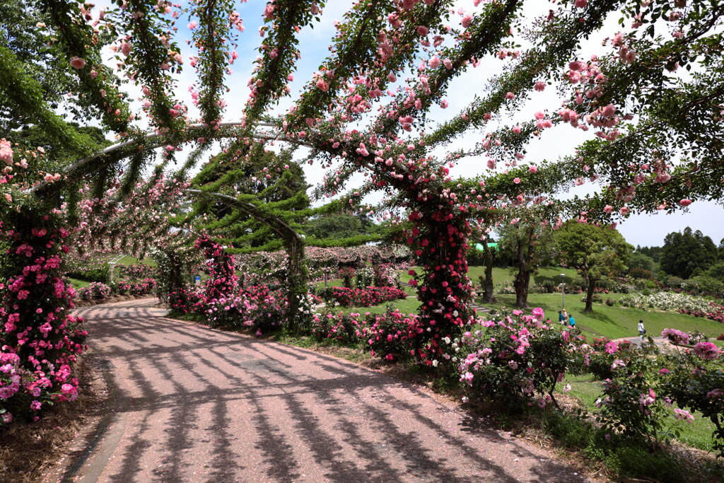 薔薇のトンネル (鹿屋バラ園) - ③