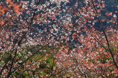  山桜 (北郷) - ②