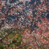  山桜 (北郷) - ②
