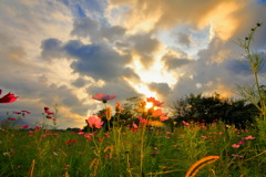 路傍の秋桜 (夕暮れ)