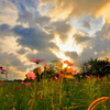 路傍の秋桜 (夕暮れ)