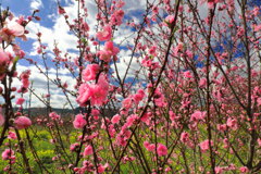 桃の花 - ①