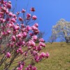 丘に咲く木蓮 - ③