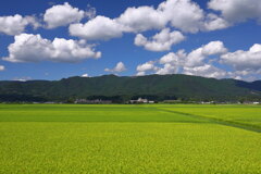 秋の水田