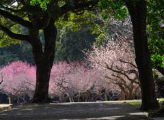 森の先に見える花 - ②