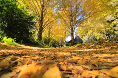 銀杏の小径 - ①