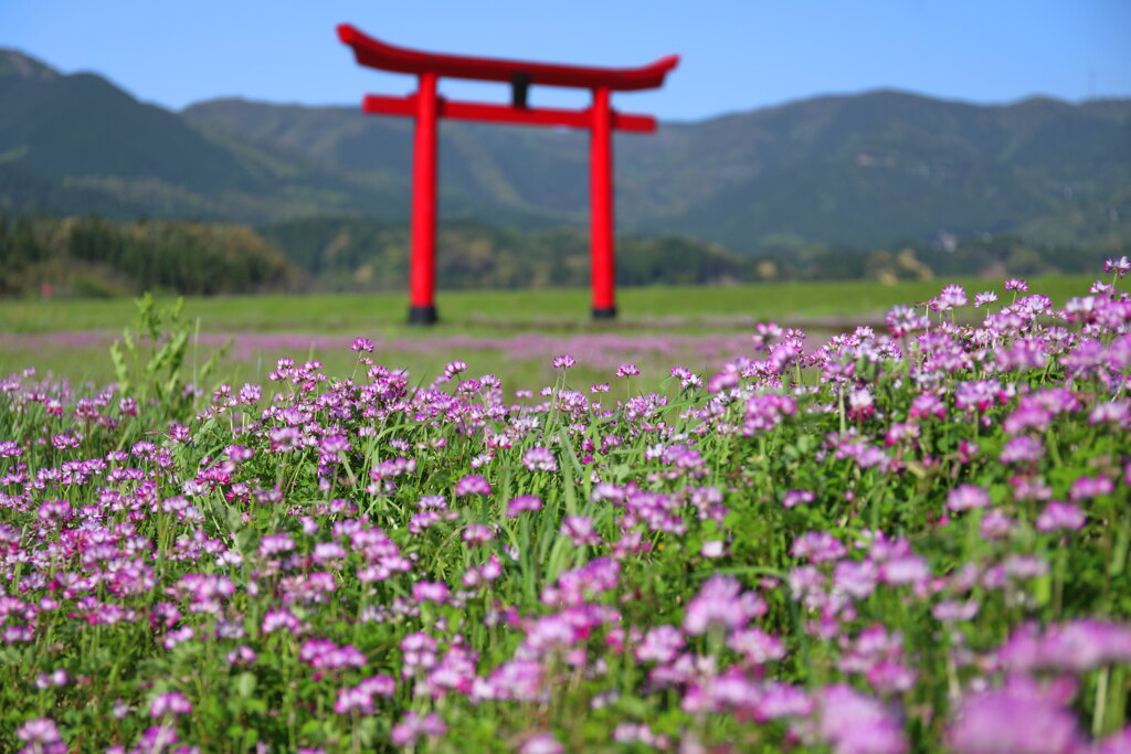 鳥居と蓮華 - ①