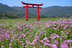 鳥居と蓮華 - ①