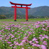鳥居と蓮華 - ①