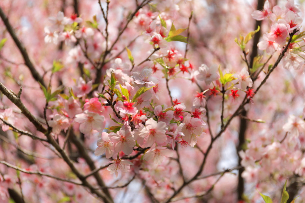 満開の桜