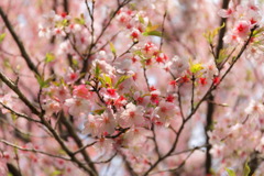 満開の桜