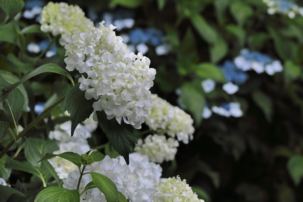白の紫陽花 - ②