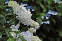 白の紫陽花 - ②