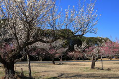 市民の森 (梅) - ②