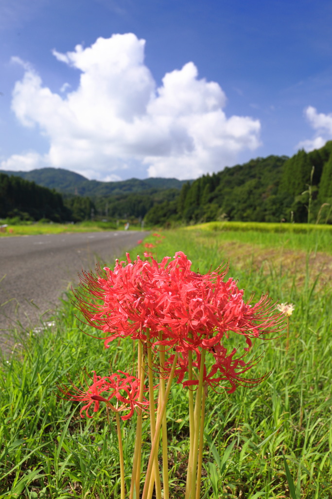 路傍の彼岸花
