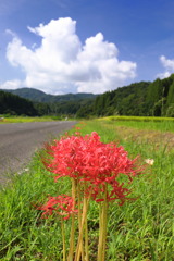 路傍の彼岸花