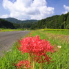 路傍の彼岸花