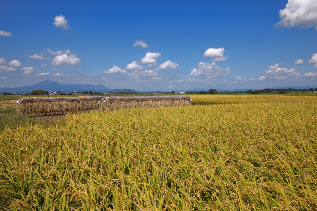 霧島春夏秋冬 (掛け干し) - ①