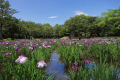 花菖蒲 (市民の森) - ③