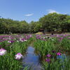 花菖蒲 (市民の森) - ③