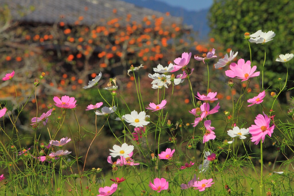 農道の秋桜 (コスモスロード) - ⑤