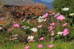 農道の秋桜 (コスモスロード) - ⑤