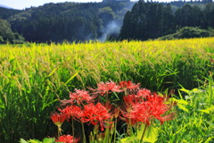 彼岸花 (えびの市) - ②