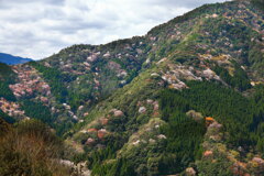 山桜 (鹿川渓谷) - ①