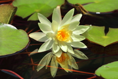 御池の睡蓮 (別名・みそぎの池) - ④