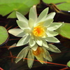 御池の睡蓮 (別名・みそぎの池) - ④