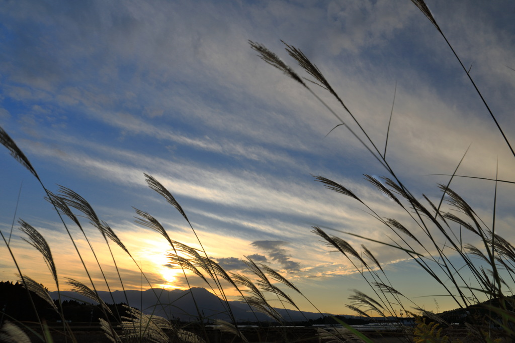 夕暮れの薄 - ②