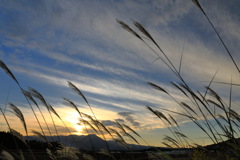 夕暮れの薄 - ②