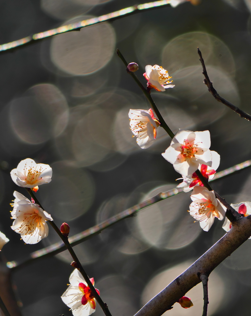 透ける花びら