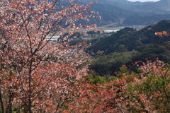  山桜 (北郷) - ①