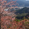  山桜 (北郷) - ①
