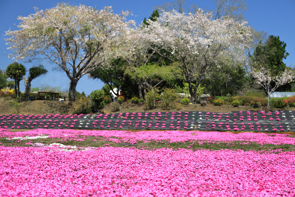 春の一里山 - ③