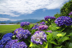 茶畑の紫陽花 (国富町) - ③
