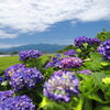 茶畑の紫陽花 (国富町) - ③