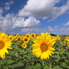 秋空と向日葵