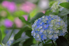 紫陽花 (里山ガーデン) - ③